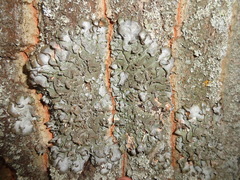 Pleurosticta acetabulum