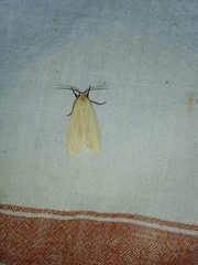 Pareuchaetes pseudoinsulata