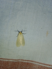 Pareuchaetes pseudoinsulata