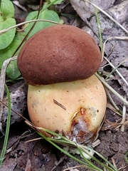 Boletus miniato-olivaceus