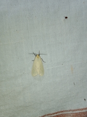 Pareuchaetes pseudoinsulata