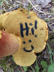 Boletus miniato-olivaceus