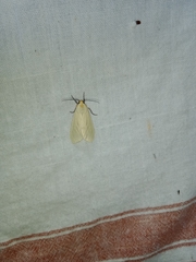 Pareuchaetes pseudoinsulata