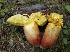 Boletus miniato-olivaceus