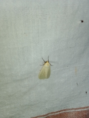 Pareuchaetes pseudoinsulata