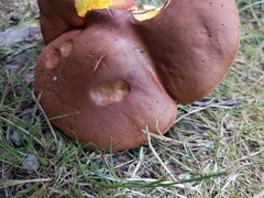 Boletus miniato-olivaceus