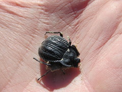 Epipedonota lata