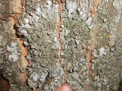 Pleurosticta acetabulum