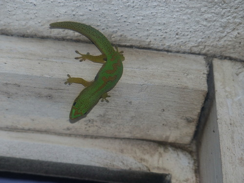 Striped Day Gecko