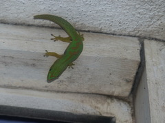 Striped Day Gecko photo 5