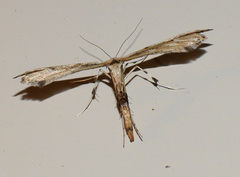 Oidaematophorus