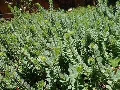 Wikstroemia uva-ursi