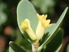 Wikstroemia uva-ursi