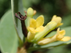 Wikstroemia uva-ursi
