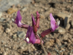 Astragalus casei