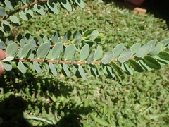 Wikstroemia uva-ursi