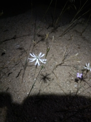 Silene portensis