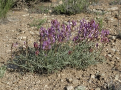 Astragalus casei