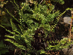 Asplenium trichomanes trichomanes