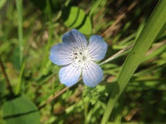 Nemophila menziesii menziesii
