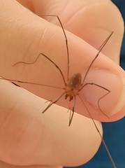 Leiobunum calcar