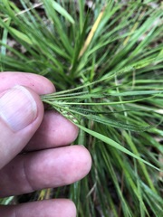 Dichanthelium linearifolium