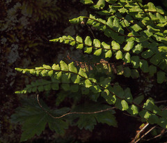 Asplenium trichomanes trichomanes