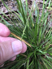 Dichanthelium linearifolium