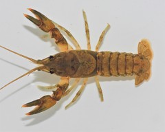 Cambarus acuminatus