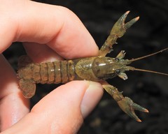 Cambarus acuminatus