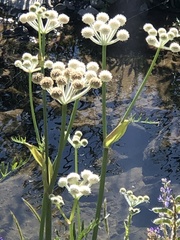 Angelica capitellata