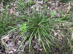 Dichanthelium linearifolium