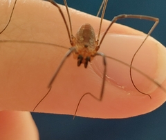 Leiobunum calcar
