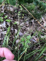 Dichanthelium linearifolium