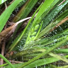 Dichanthelium linearifolium