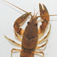Cambarus acuminatus