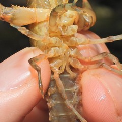 Cambarus acuminatus