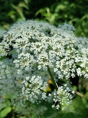 Selinum physospermifolium