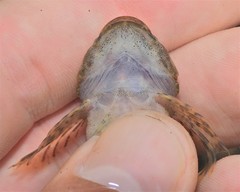 Cottus caeruleomentum