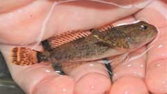 Cottus caeruleomentum