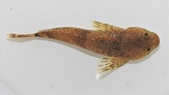 Cottus caeruleomentum