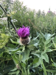 Centaurea nervosa