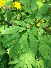 Selinum physospermifolium