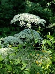 Selinum physospermifolium
