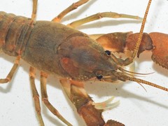 Cambarus acuminatus