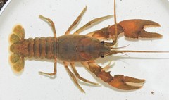 Cambarus acuminatus