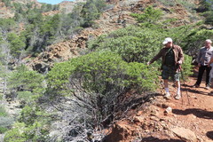 Arctostaphylos bakeri sublaevis