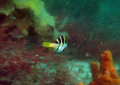 Paraluteres prionurus