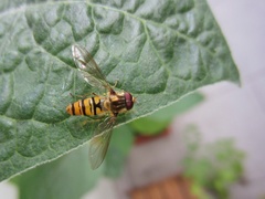 Episyrphus balteatus