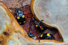 Eumorphus quadriguttatus pulchripes